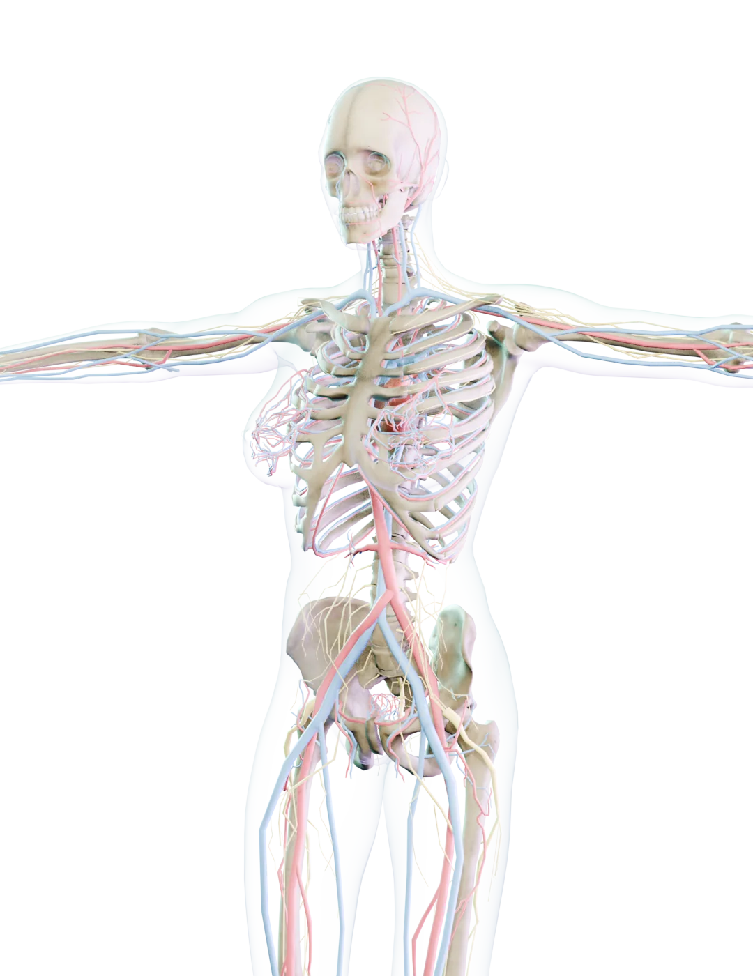 Cuerpo humano en 3D con el esqueleto, el sistema circulatorio y el sistema nervioso bajo la piel translúcida
